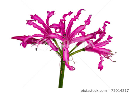 pink Nerine flower on a white background. 73014217