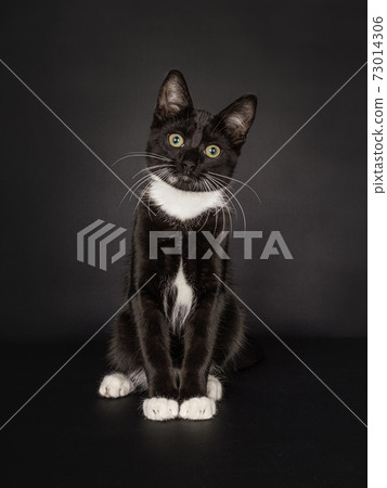 Cute sitting black and white house cat on a black background. 73014306