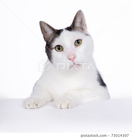 Intense looking white house cat with his paws on the table, on a white background. Intense looking white house cat with his paws on the table, on a white background. 73014307
