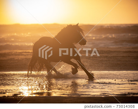 Irish cob galloping along the the seashore at sunset Irish cob galloping along the the seashore at sunset 73014308