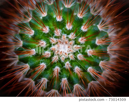 Centred cactus with red needles Centred cactus with red needles 73014309