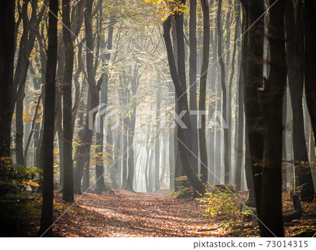 Sunrays between the trees in Autumn Sunrays between the trees in Autumn 73014315