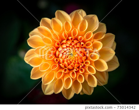 Yellow orange Dahlia Flower with bokeh background 73014342