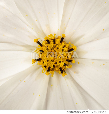 Centered heart white garden cosmos Centered heart white garden cosmos 73014343
