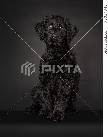 Black puppy Labradoodle on a Black background Black puppy Labradoodle on a Black background 73014346