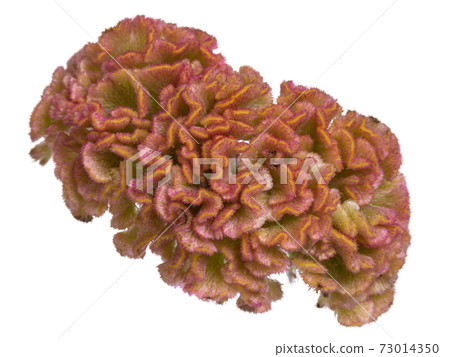 Topview of Cockscomb flower, on white background 73014350