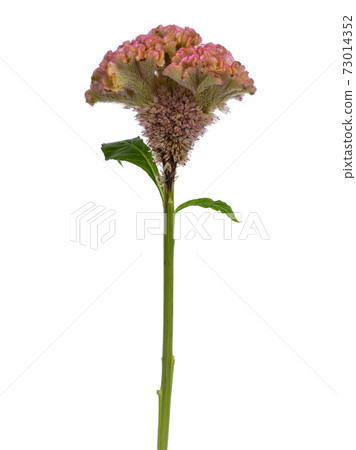 Cockscomb flower on a stem, on white background 73014352