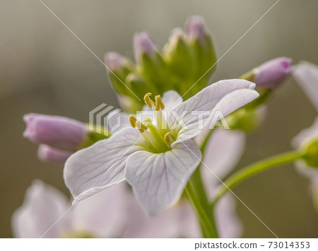 Pink cuckoo flower with soft bokeh 73014353