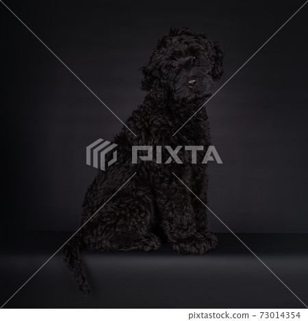 Black puppy Labradoodle on a Black background 73014354