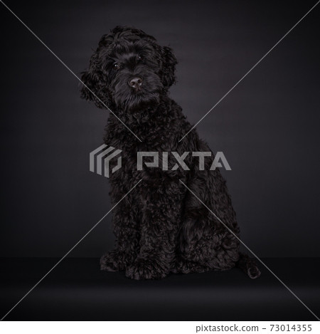 Black puppy Labradoodle on a Black background 73014355