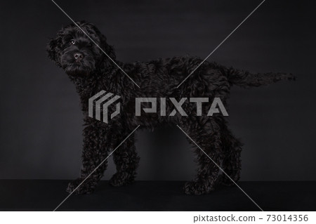 Black puppy Labradoodle on a Black background 73014356