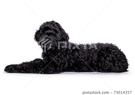 Black puppy Labradoodle on a white background 73014357
