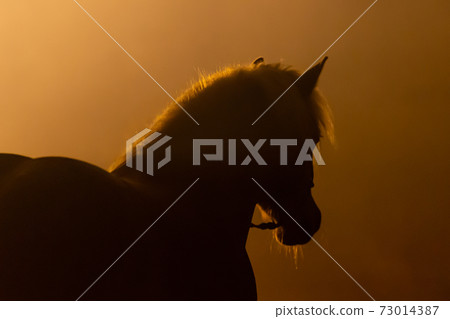 Silhouette of the head of a Haflinger Horse 73014387