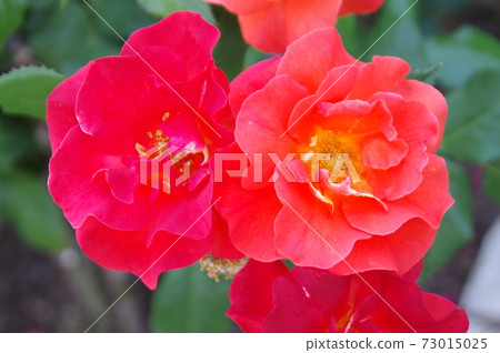 Red roses are in bloom in the rose garden. The name of this rose is Princess Michiko. Red roses are in bloom in the rose garden. The name of this rose is Princess Michiko. 73015025