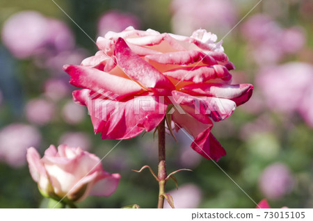 The pink and white roses in the rose garden are in full bloom. The name of this rose is Diana Prince of Wales. 73015105