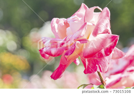 The pink and white roses in the rose garden are in full bloom. The name of this rose is Diana Prince of Wales. 73015108