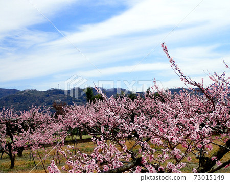 荒川Togenkyo桃花 荒川Togenkyo桃花 73015149