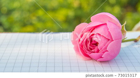 Close-up of a sweet pink rose flower on an open Notepad on a blurry natural green natural garden background 73015317