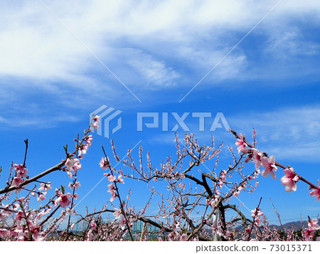 荒川Togenkyo桃花 荒川Togenkyo桃花 73015371