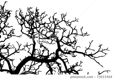 Branch tree vector illustration Branch tree vector illustration 73015404