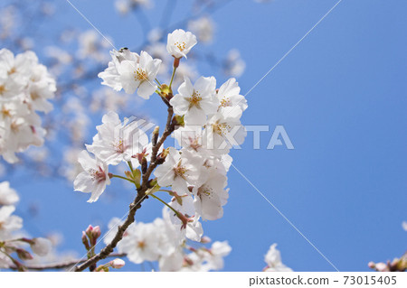 國分城山公園櫻花映襯在藍天下 國分城山公園櫻花映襯在藍天下 73015405