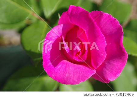 玫瑰花園裡盛開著粉紅色的玫瑰花。這朵玫瑰的名字叫麥卡特尼玫瑰。 73015409