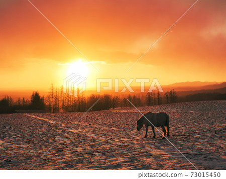 日出和北海道馬 73015450