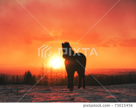 日出和北海道馬 73015456