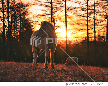 日出和北海道馬 73015458