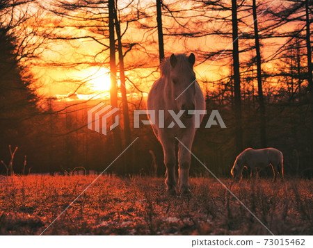 日出和北海道馬 日出和北海道馬 73015462