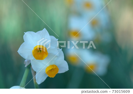 Fragrant winter flowers 73015609