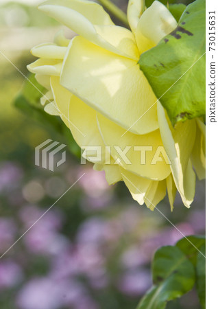 Yellow roses are in bloom in the rose garden. The name of this rose is casino. 73015631
