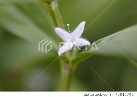 Meriken Mugra: Small cross-shaped white flowers are in bloom. 73015745