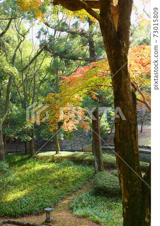 Garden brightly colored maple Garden brightly colored maple 73015809