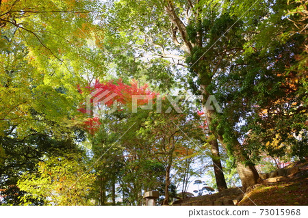 花園鮮豔的楓木 花園鮮豔的楓木 73015968