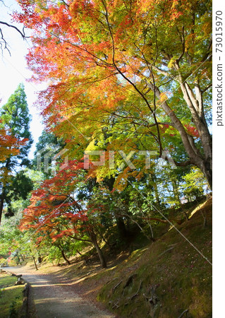 Garden brightly colored maple Garden brightly colored maple 73015970