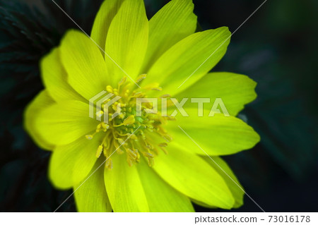 Flowers that bring happiness 73016178