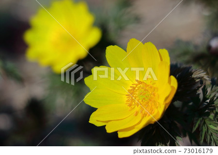 Flowers that bring happiness 73016179
