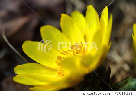 帶來幸福的花朵 73016181