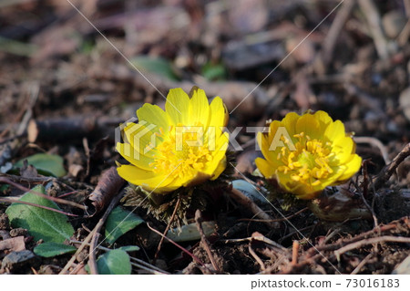 帶來幸福的花朵 73016183