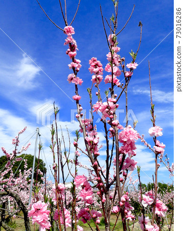 荒川Togenkyo桃花 荒川Togenkyo桃花 73016286