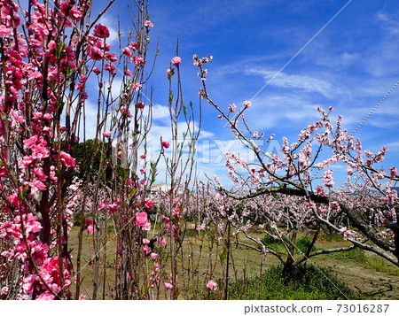 荒川Togenkyo桃花 荒川Togenkyo桃花 73016287