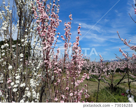 荒川Togenkyo桃花 荒川Togenkyo桃花 73016288