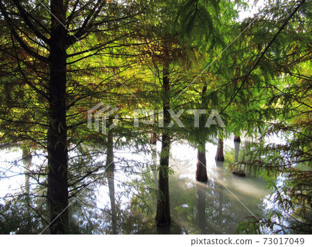 Flower and fruit plant 73017049