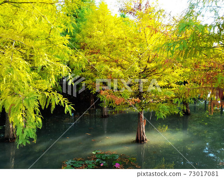 Flower and fruit plant 73017081