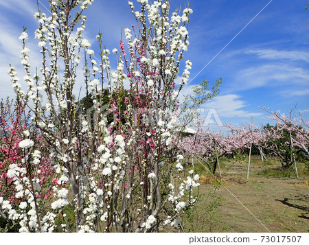 Arakawa Togenkyo peach blossom 73017507