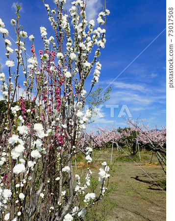 荒川Togenkyo桃花 荒川Togenkyo桃花 73017508