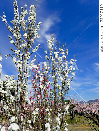 荒川Togenkyo桃花 荒川Togenkyo桃花 73017510