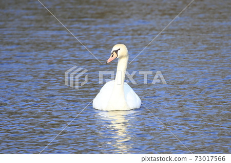 Swan relaxing on the water 73017566