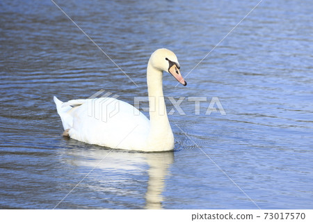 Swan relaxing on the water 73017570